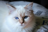 /album/fotogaleria%3a-ashima-de-catali%c2%b4s/ashimasnowyglove-12-jpg1/